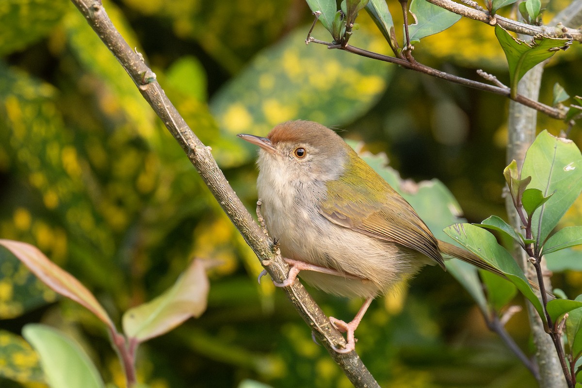 Common Tailorbird - Ross Bartholomew