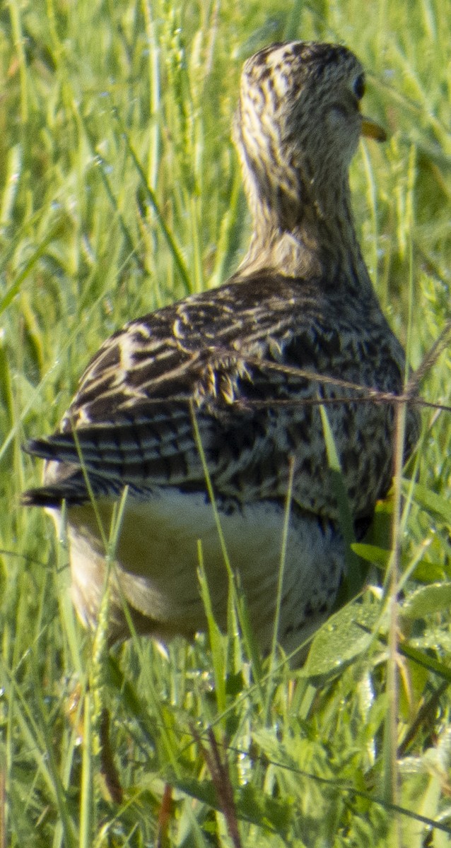 Upland Sandpiper - ML617391463