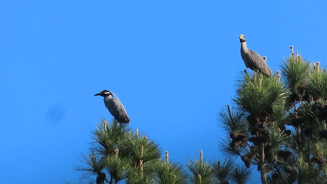 Yellow-crowned Night Heron - ML617391481