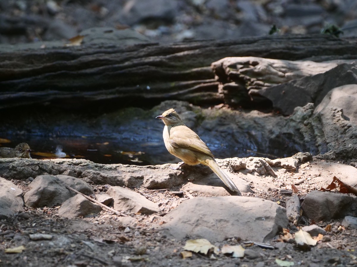 Streak-eared Bulbul - ML617391486