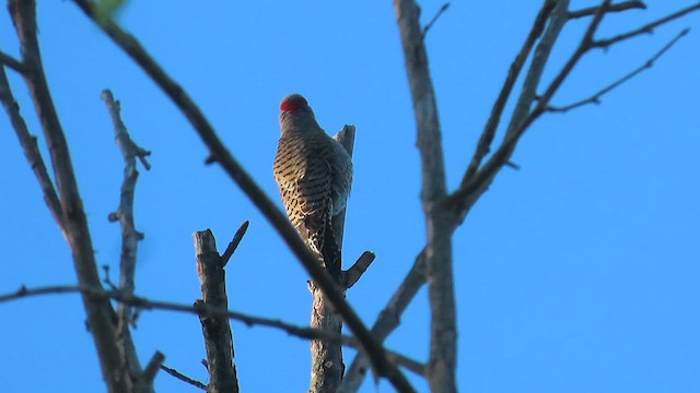 Northern Flicker - ML617391492