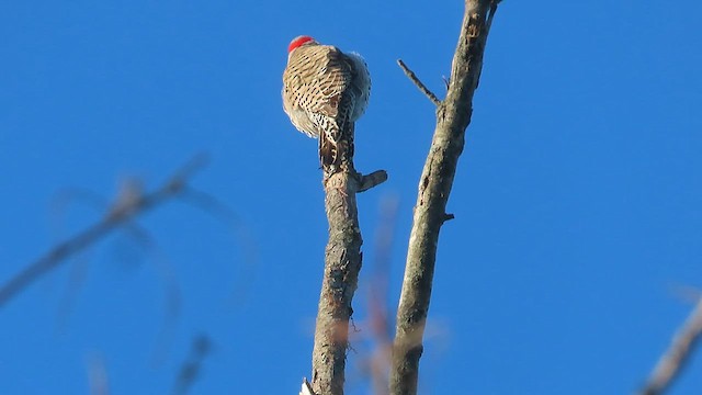 Northern Flicker - ML617391495