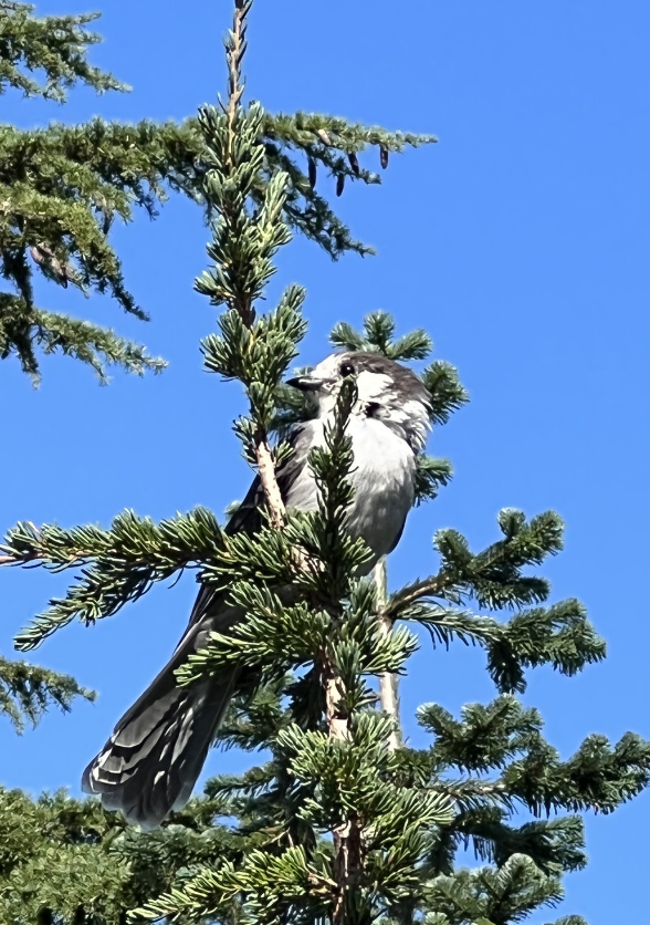 Canada Jay - ML617391496