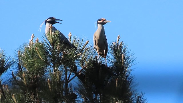 Yellow-crowned Night Heron - ML617391497