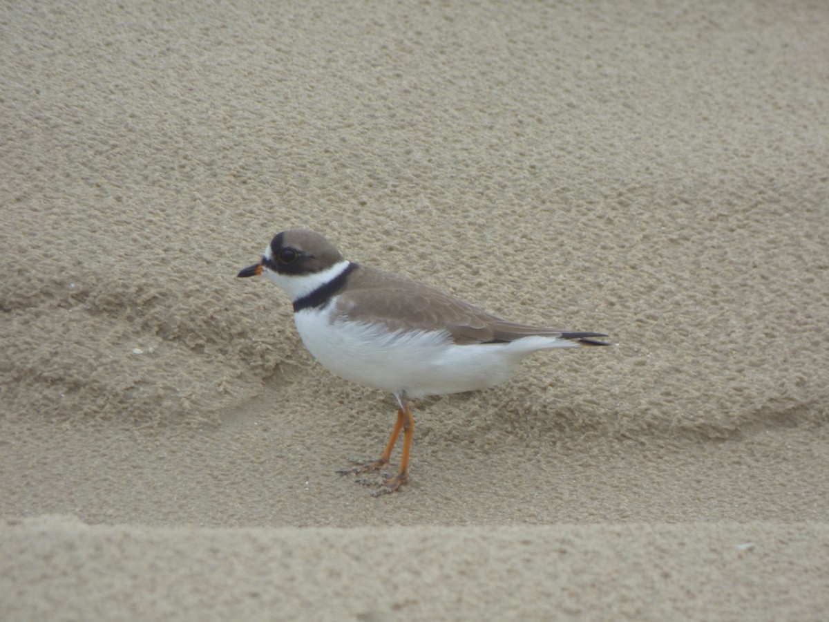 Semipalmated Plover - ML617391506