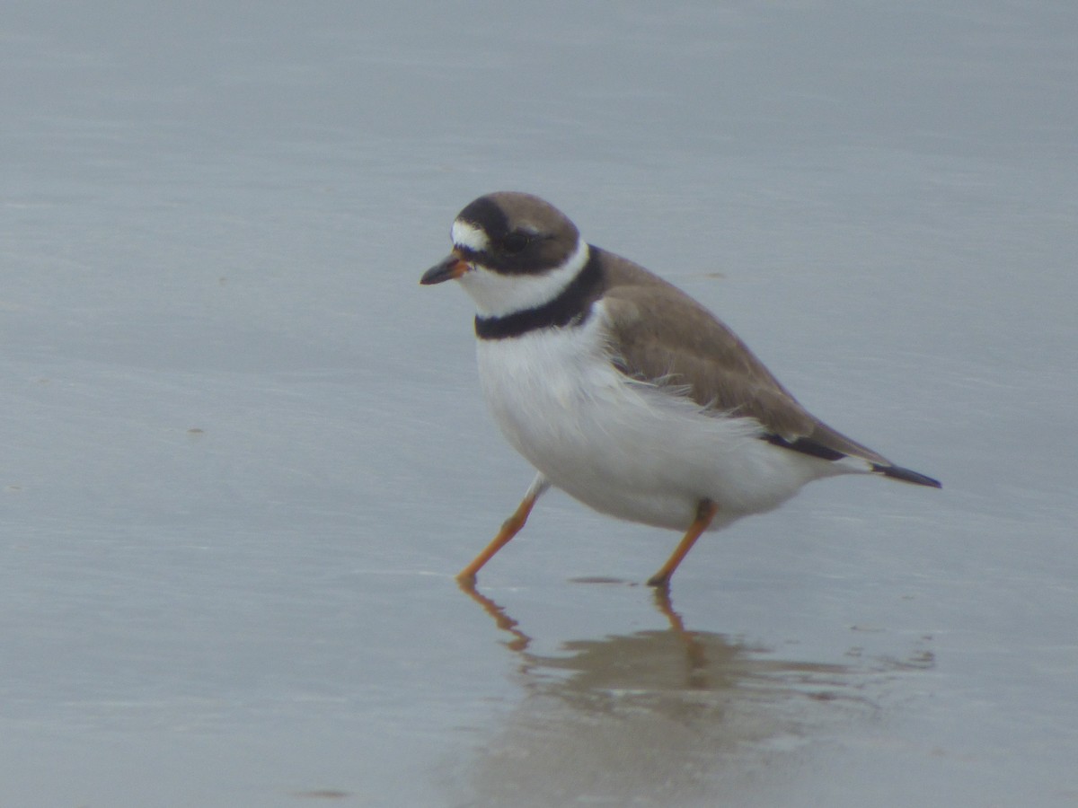 Semipalmated Plover - ML617391507