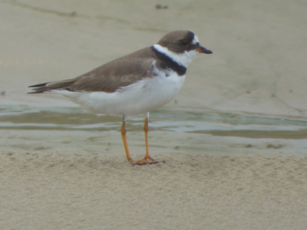 Semipalmated Plover - ML617391508