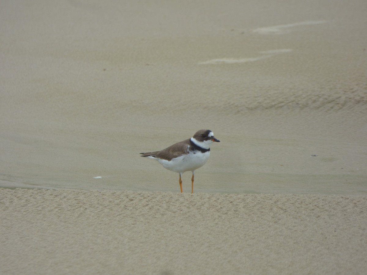 Semipalmated Plover - ML617391509