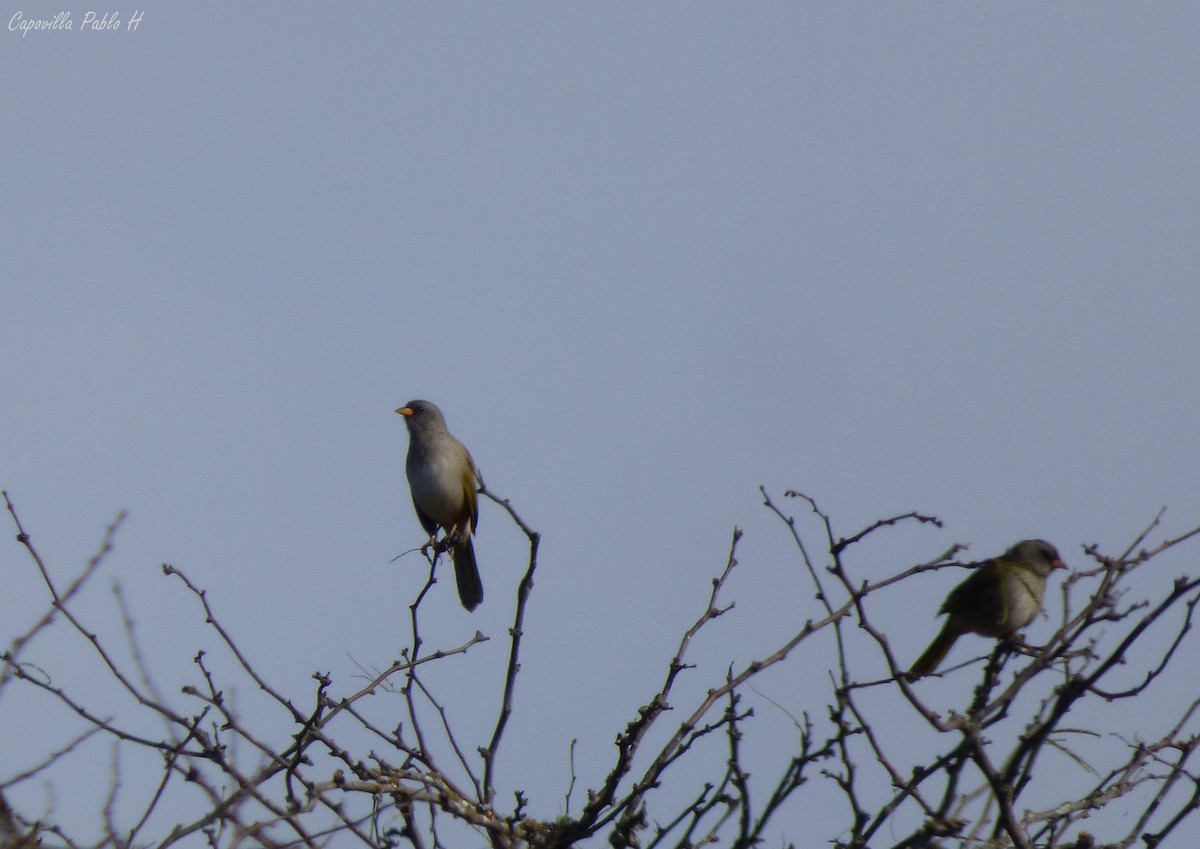 Great Pampa-Finch - ML61739151