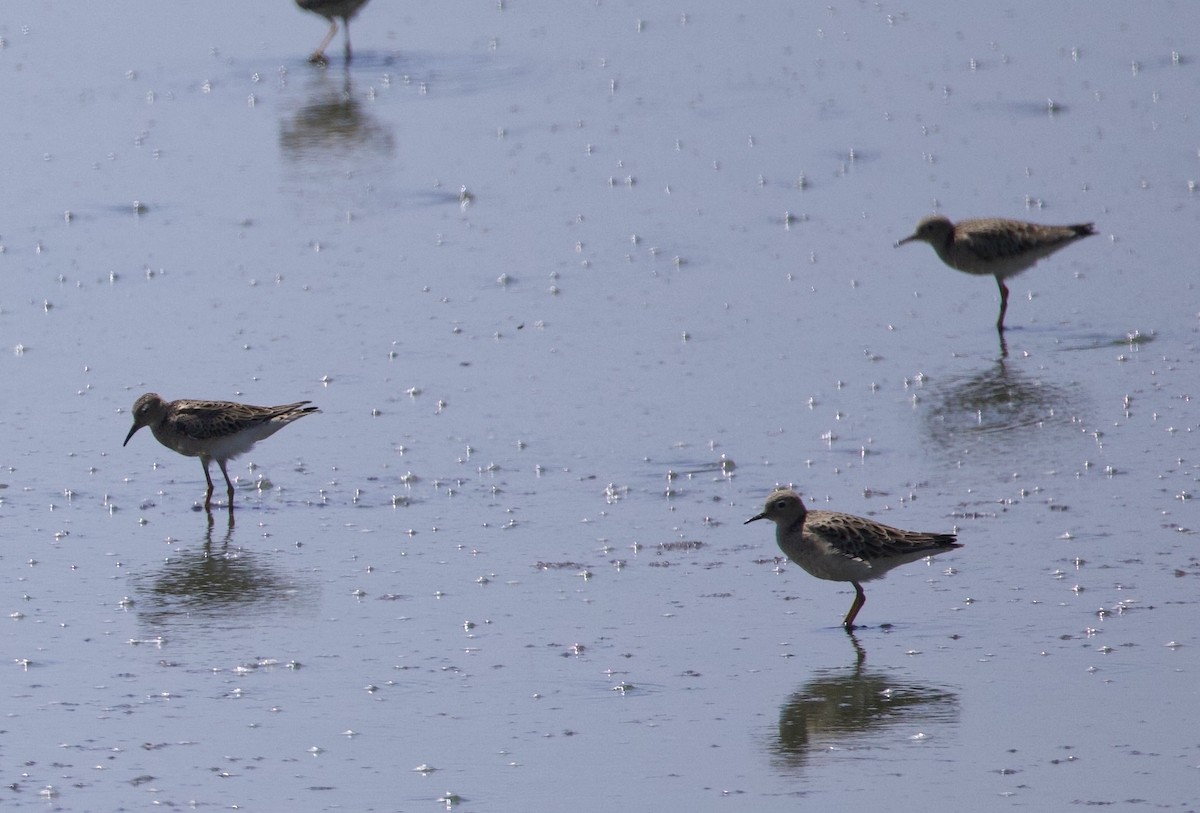 Buff-breasted Sandpiper - Anonymous eBirber