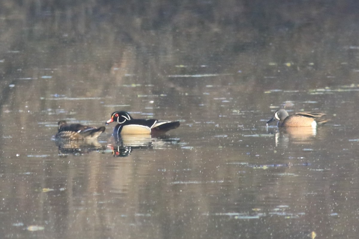 Blue-winged Teal - ML617391542