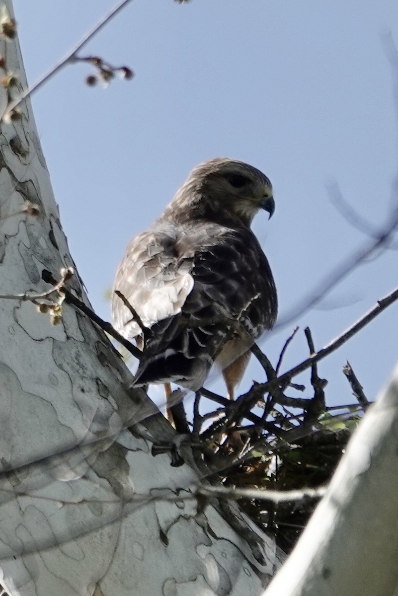 Red-shouldered Hawk - ML617391564