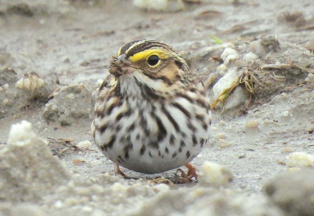 Savannah Sparrow - J. Kyron Hanson