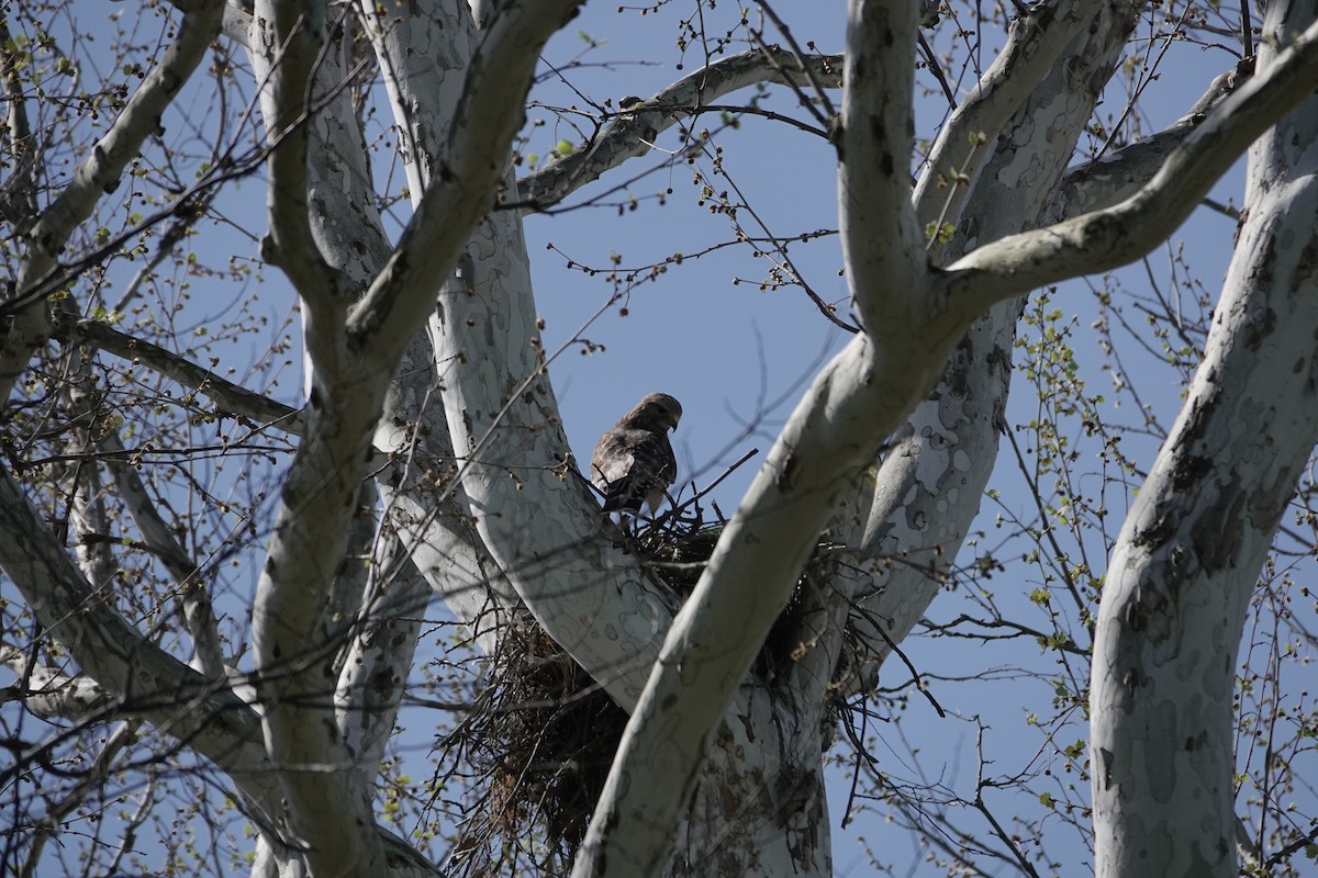 Red-shouldered Hawk - ML617391586