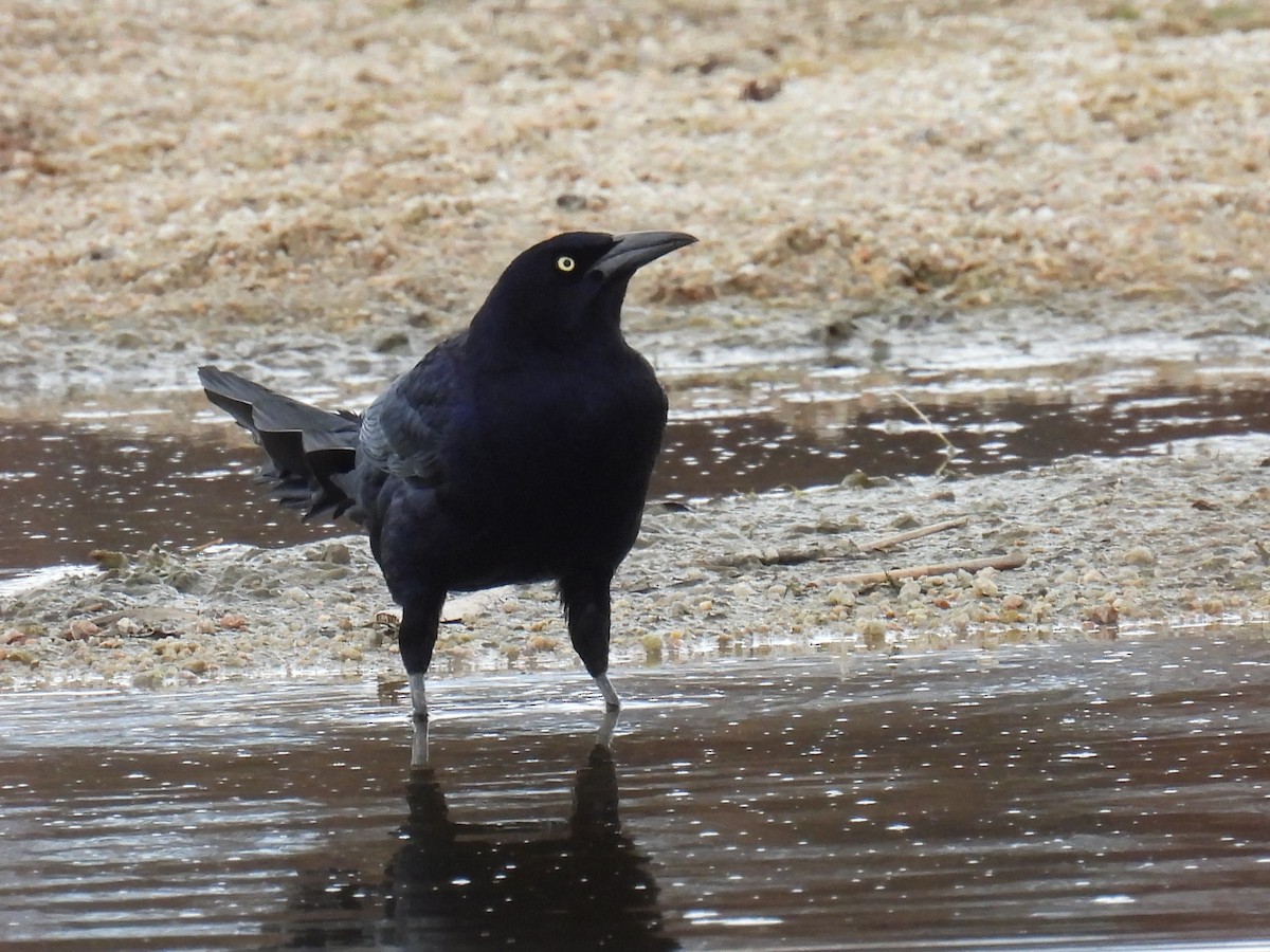 Great-tailed Grackle - ML617391587