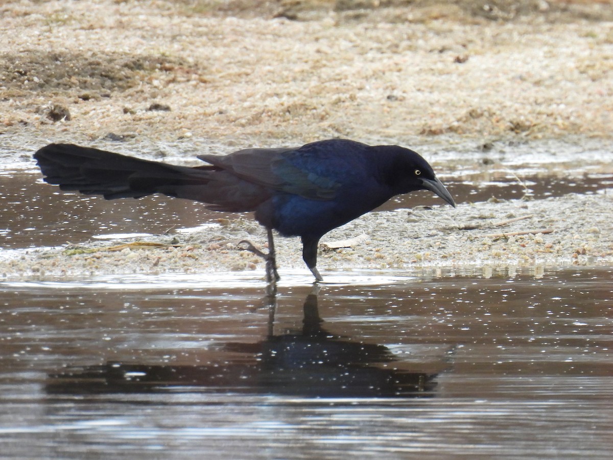 Great-tailed Grackle - ML617391588