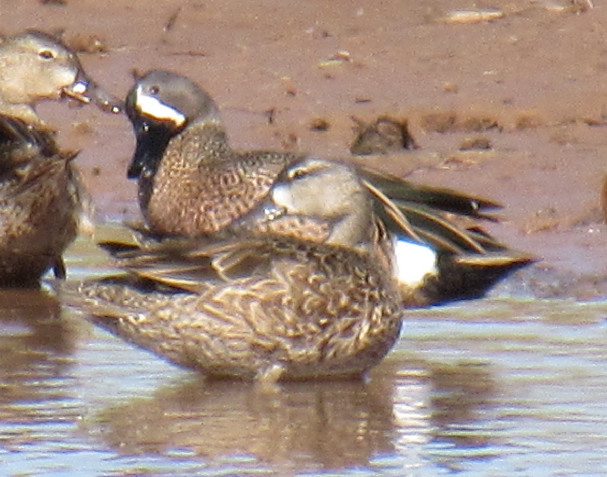 Blue-winged Teal - Debra Halter