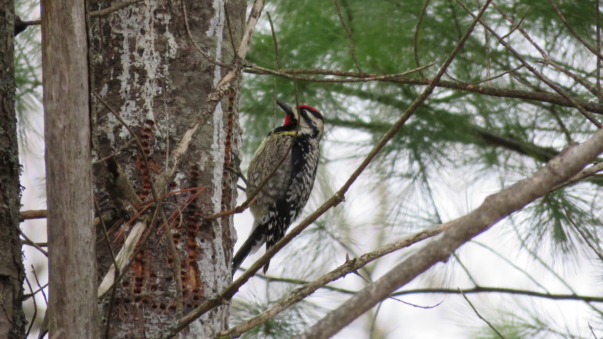 Yellow-bellied Sapsucker - ML617391644