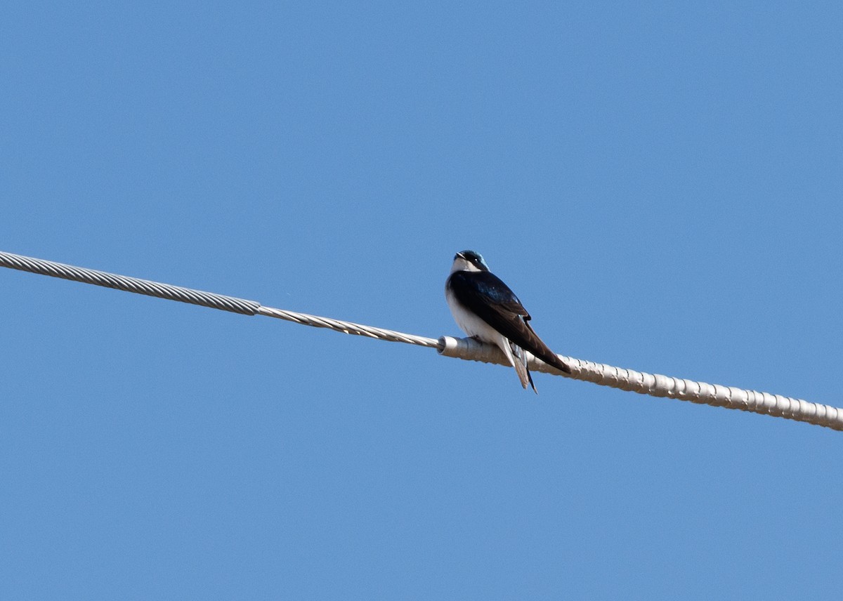 Tree Swallow - ML617391671