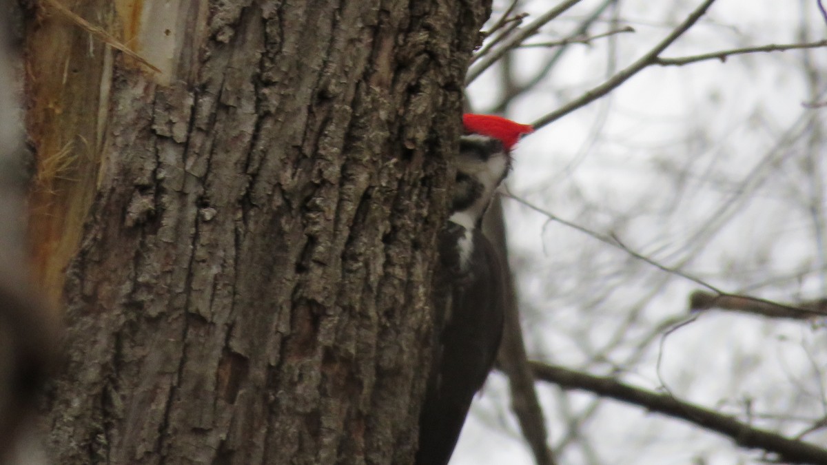 Pileated Woodpecker - ML617391672