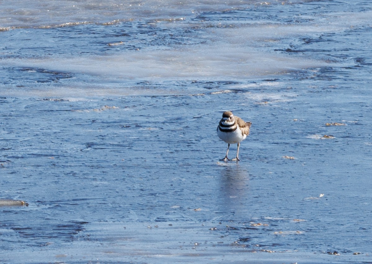 Killdeer - ML617391680