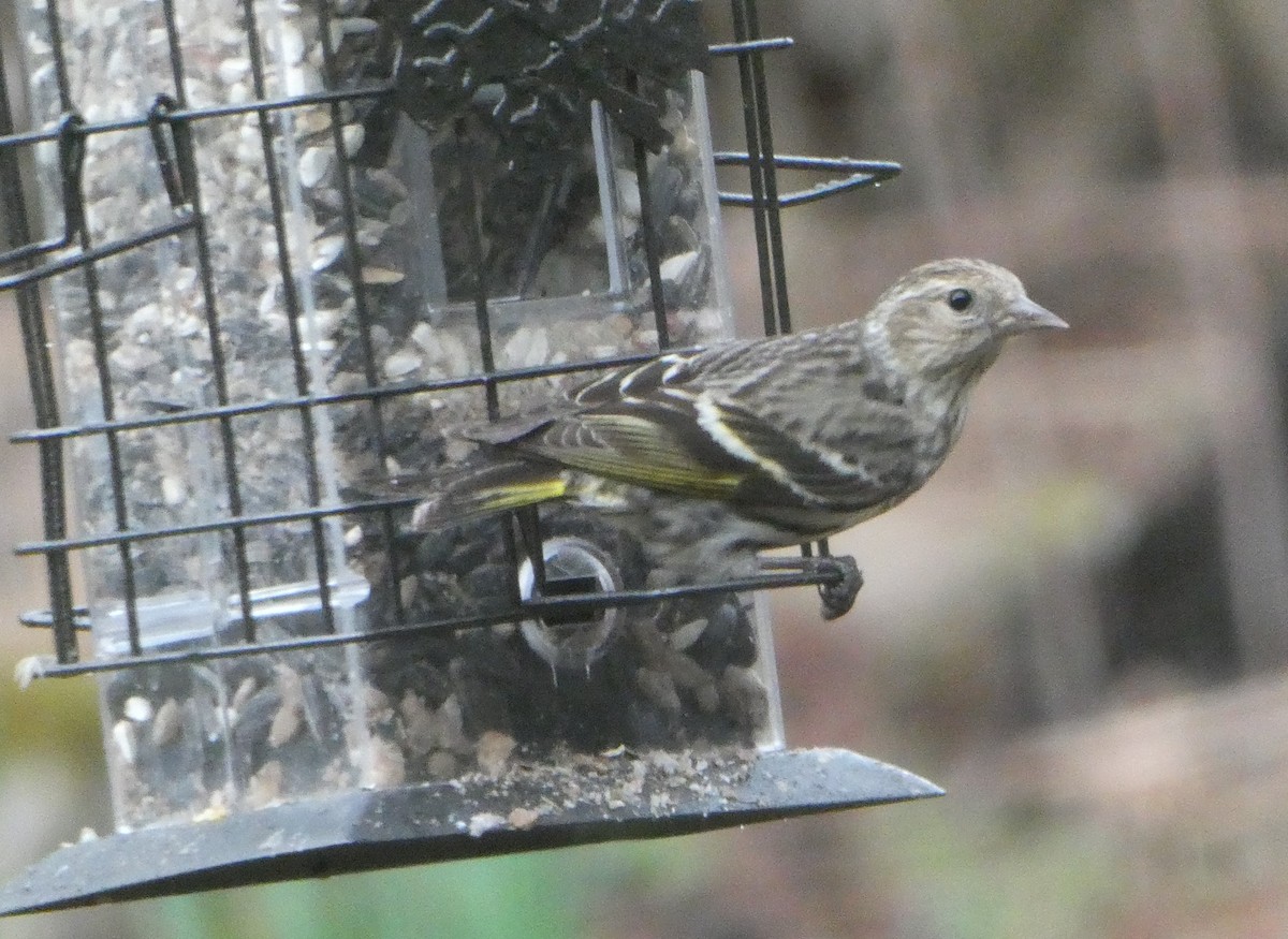 Pine Siskin - ML617391704