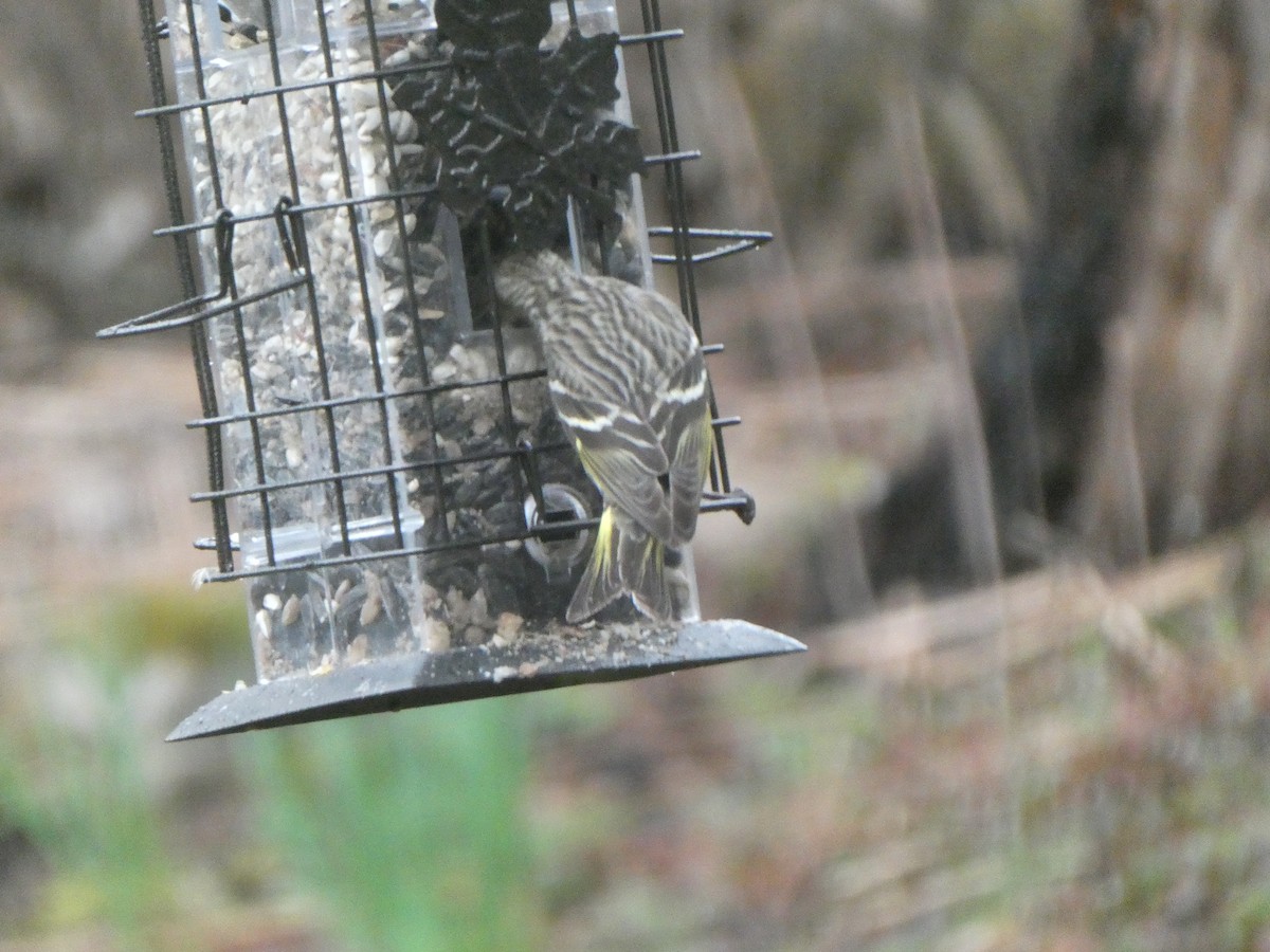 Pine Siskin - ML617391708