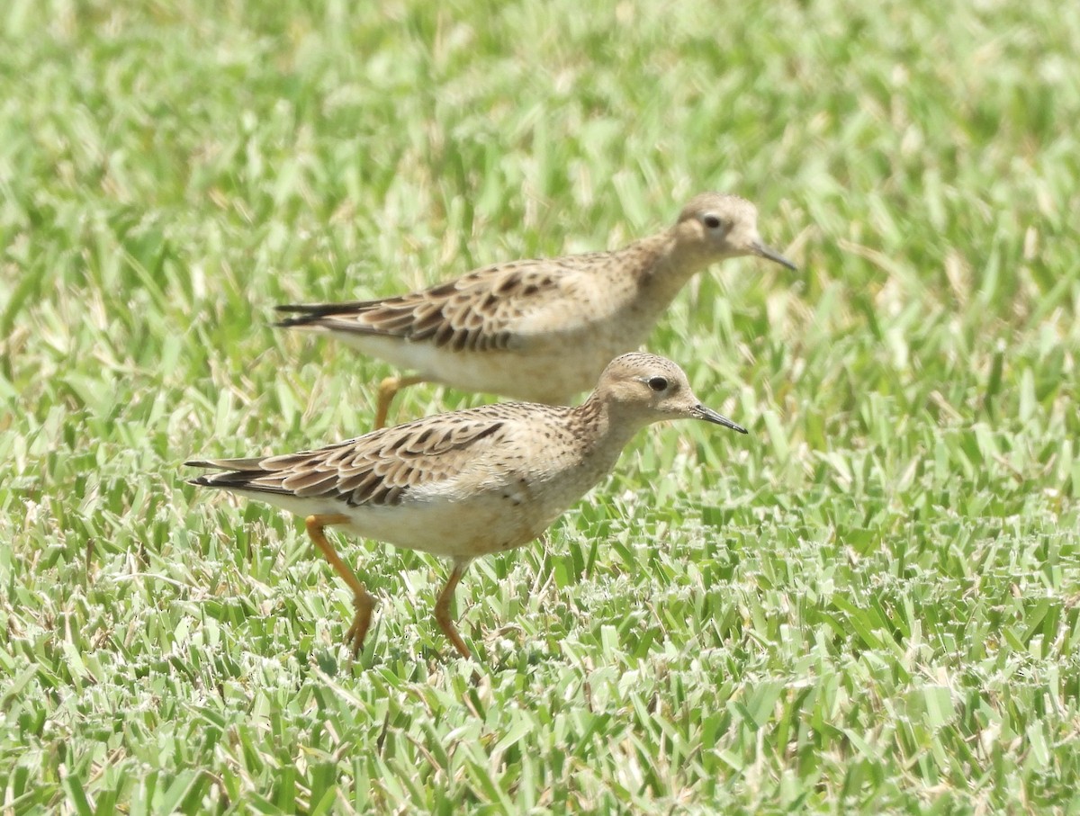 Buff-breasted Sandpiper - ML617391744