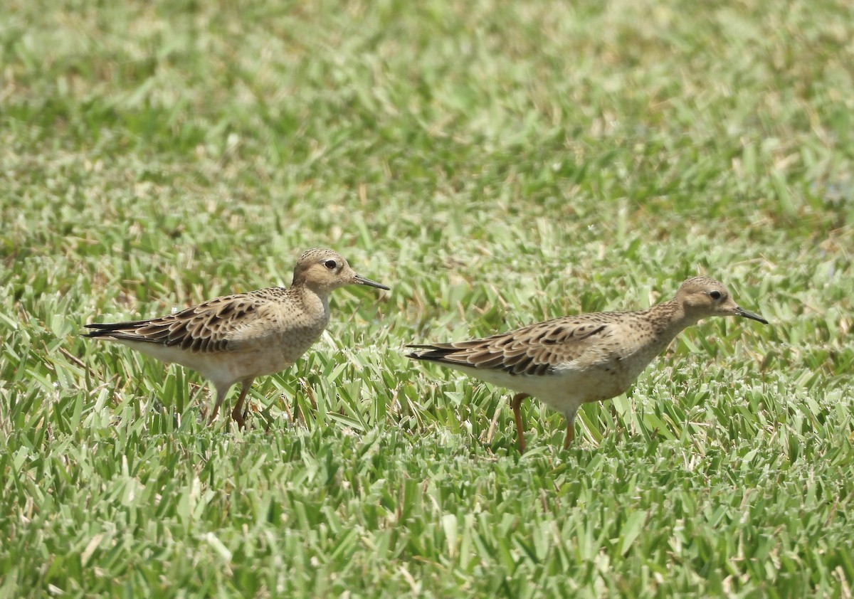 Buff-breasted Sandpiper - John Kolar