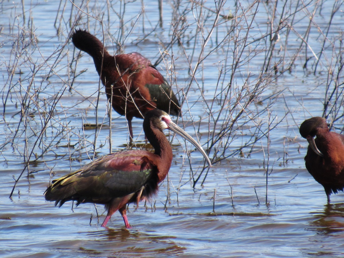 White-faced Ibis - Debra Halter