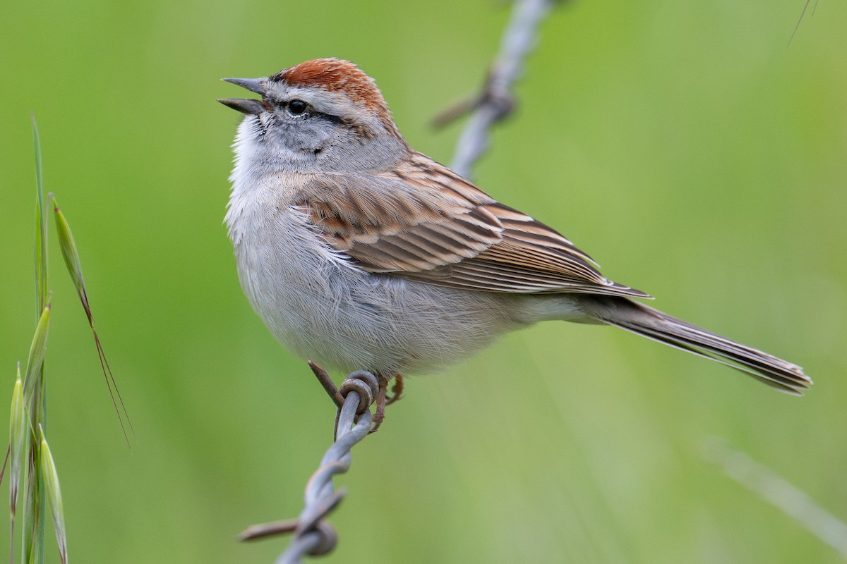 Chipping Sparrow - Karen Kreiger