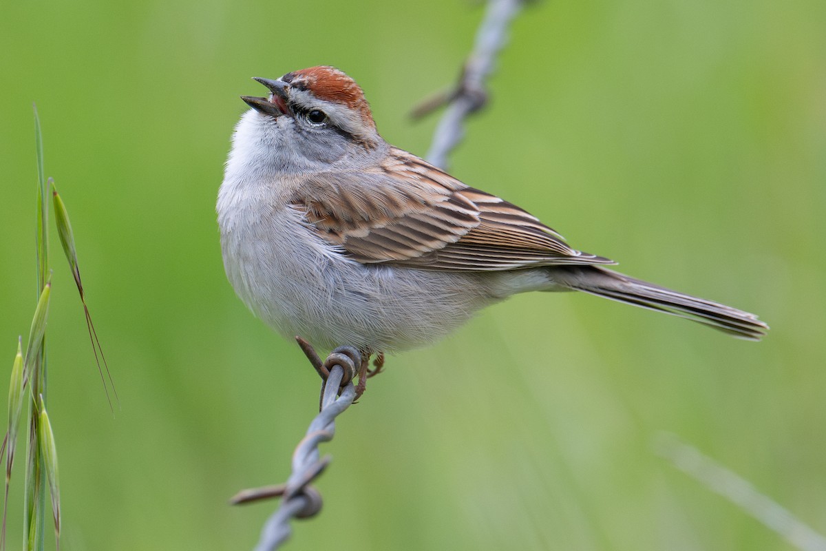 Chipping Sparrow - Karen Kreiger