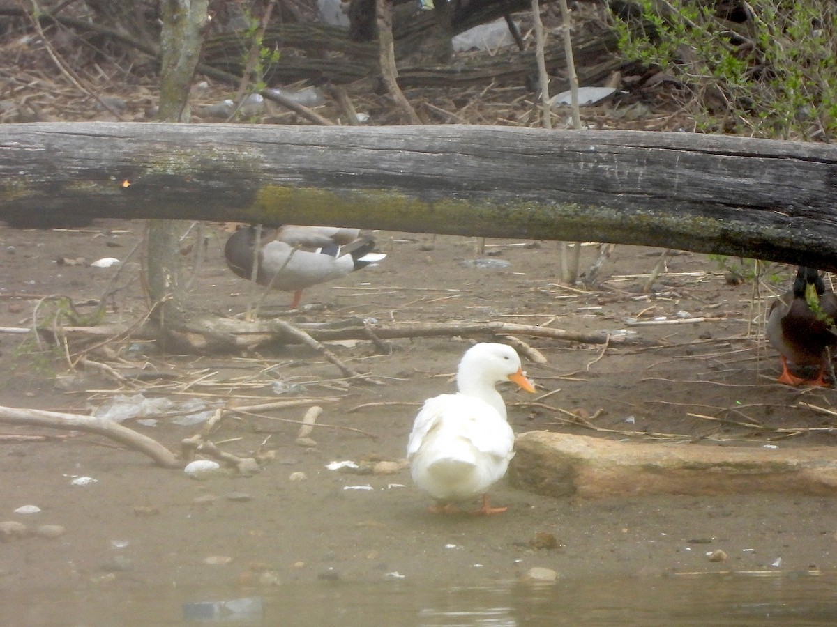 Mallard (Domestic type) - ML617391773