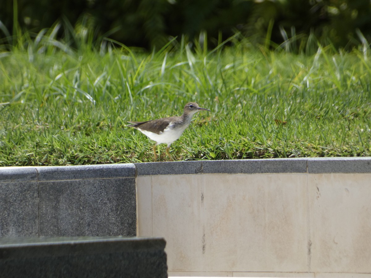 Spotted Sandpiper - ML617391789