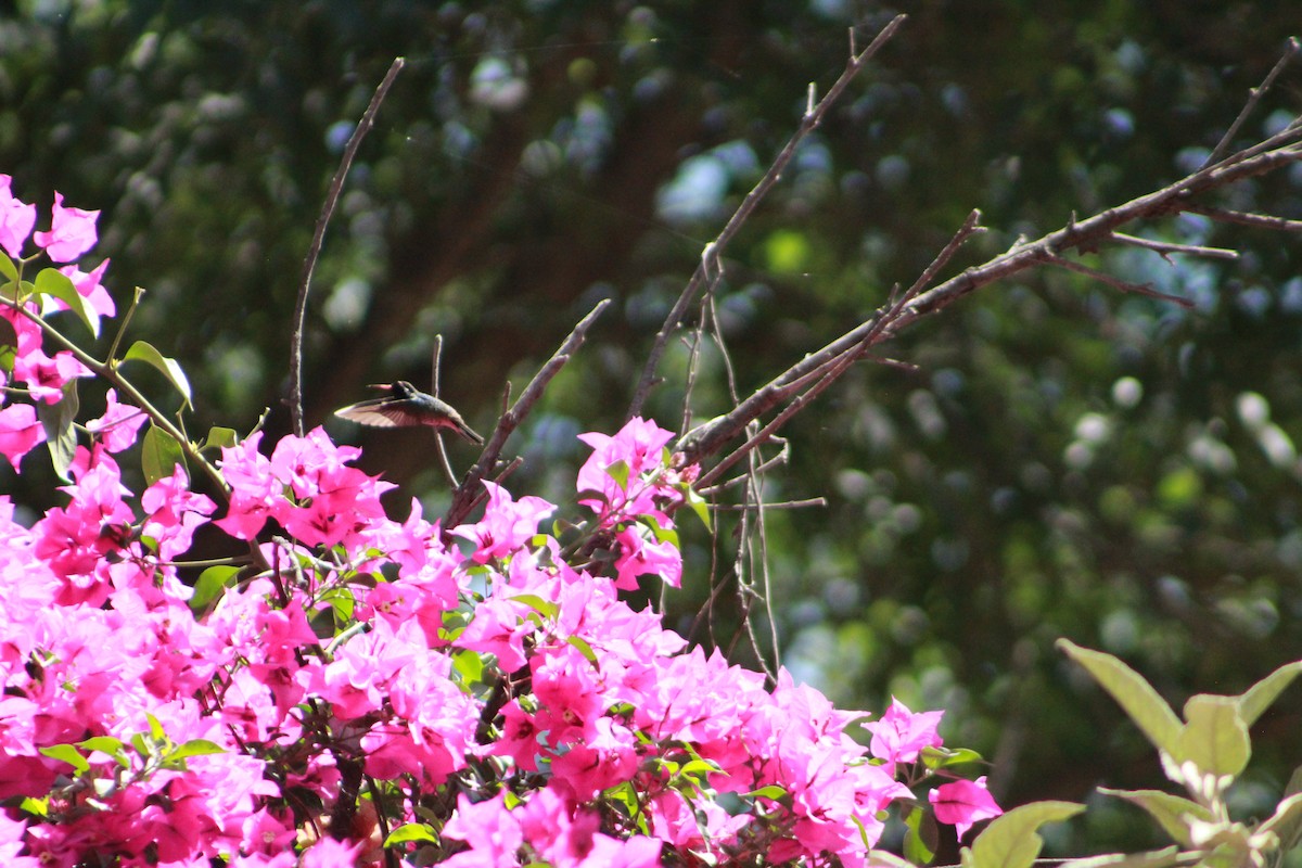 Colibrí Orejiblanco - ML617391814