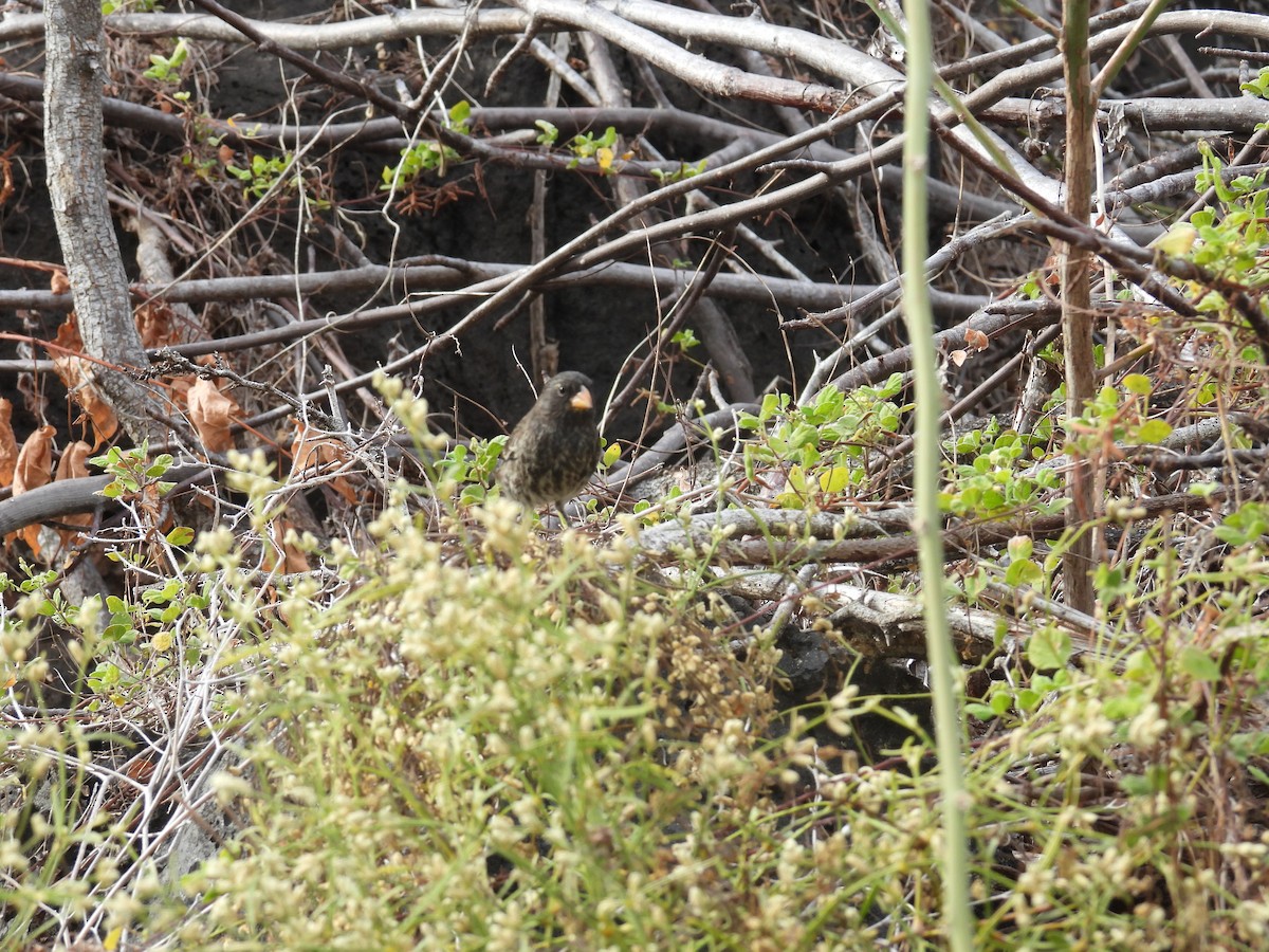 Medium Ground-Finch - Mauricio Zanoletti