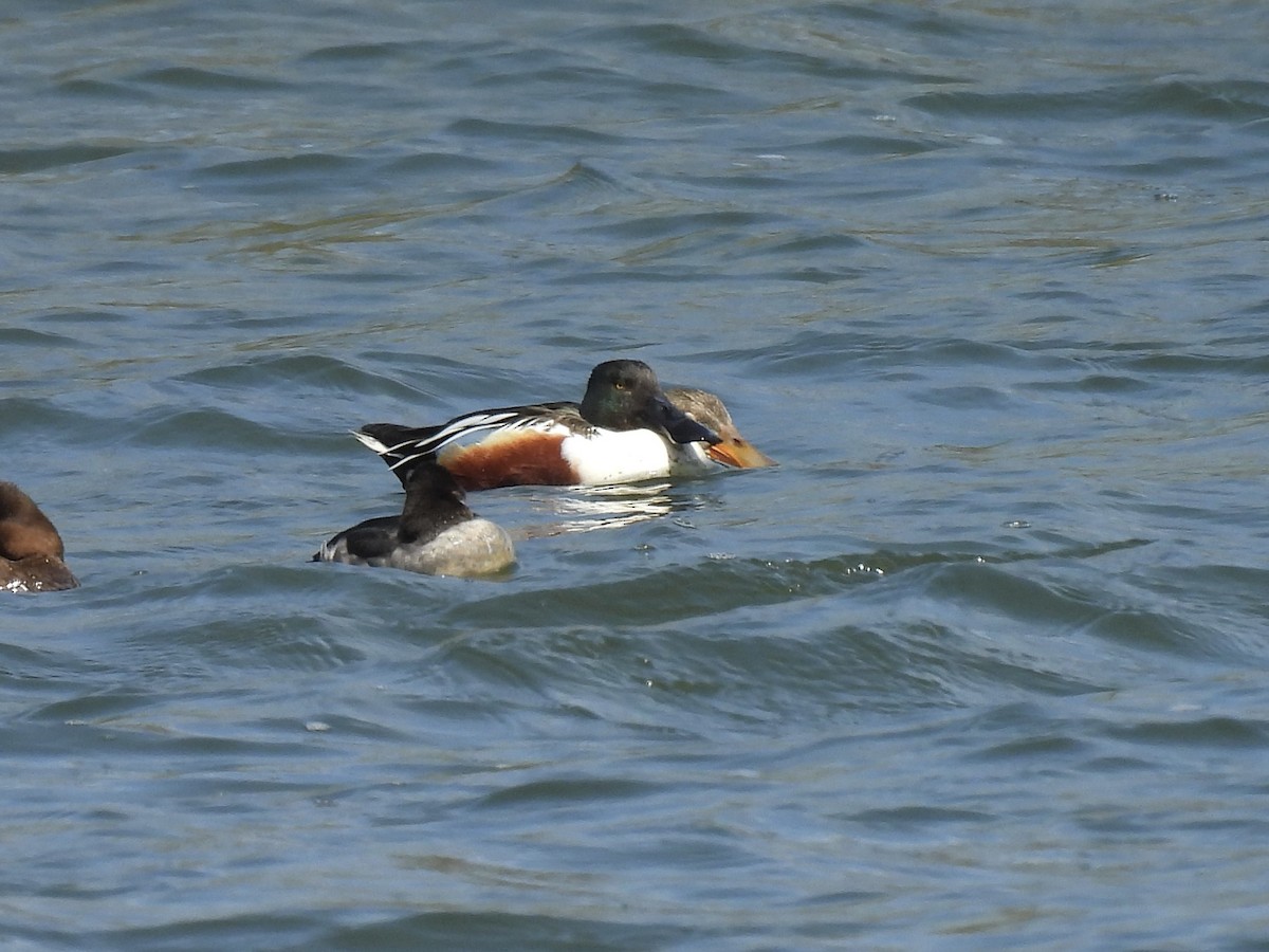 Northern Shoveler - Christopher Plummer