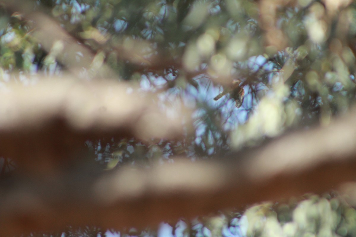 Cooper's Hawk - ML617391836