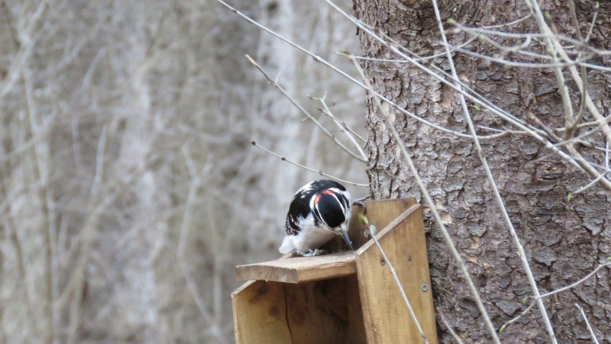 Hairy Woodpecker - ML617391841