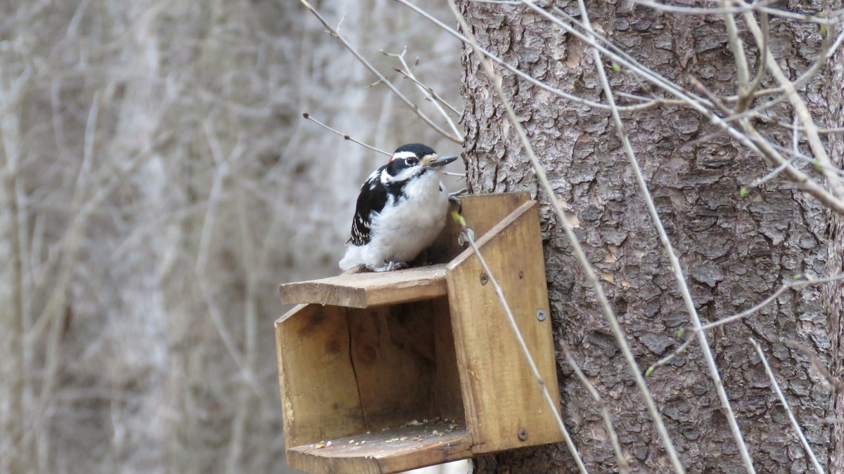 Hairy Woodpecker - Janet McCullough