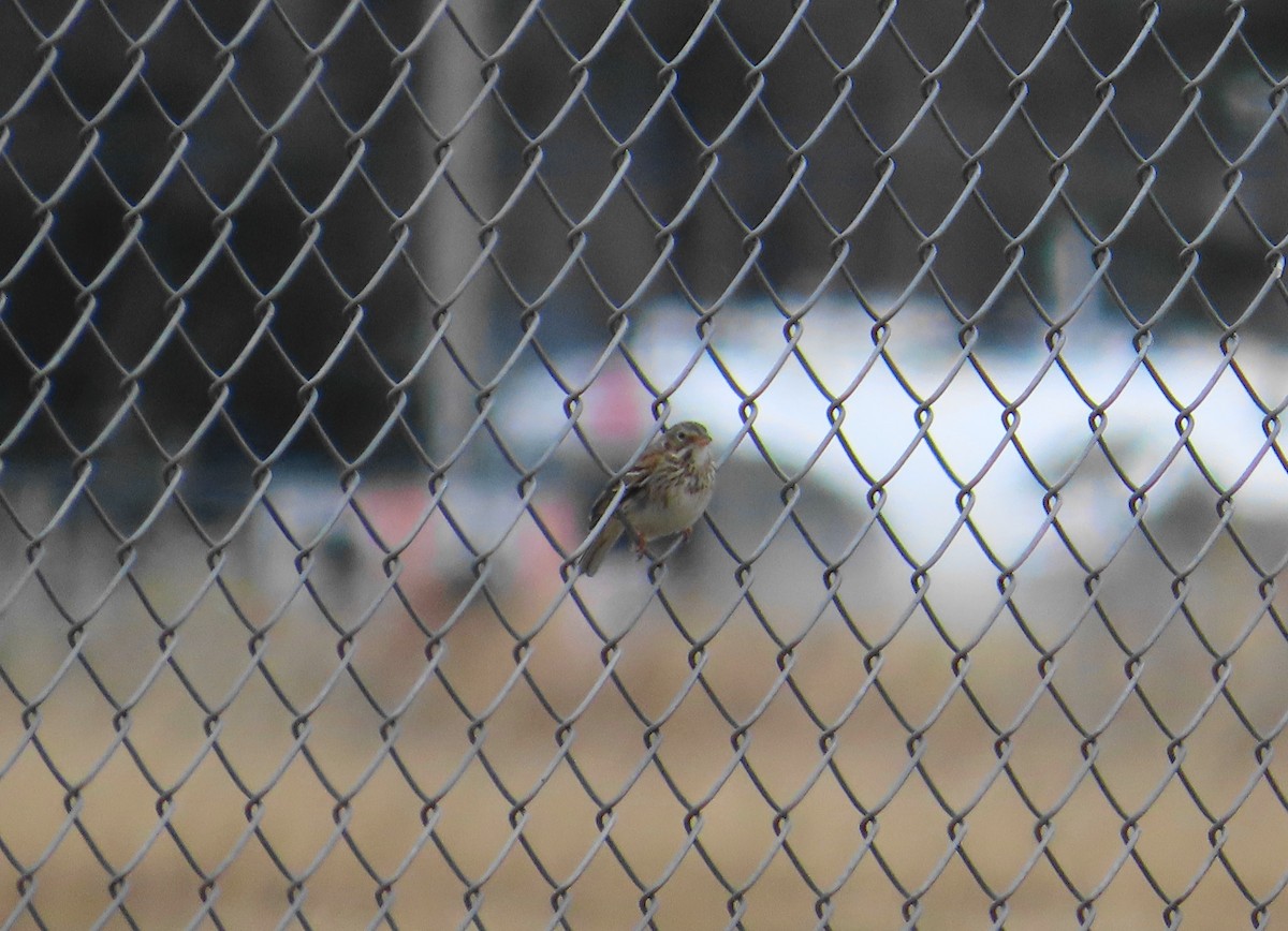 Vesper Sparrow - ML617391851