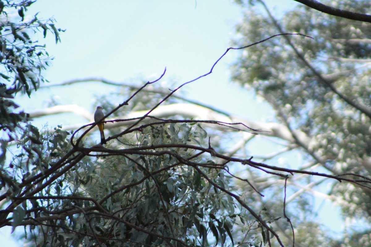 Gray Silky-flycatcher - ML617391868