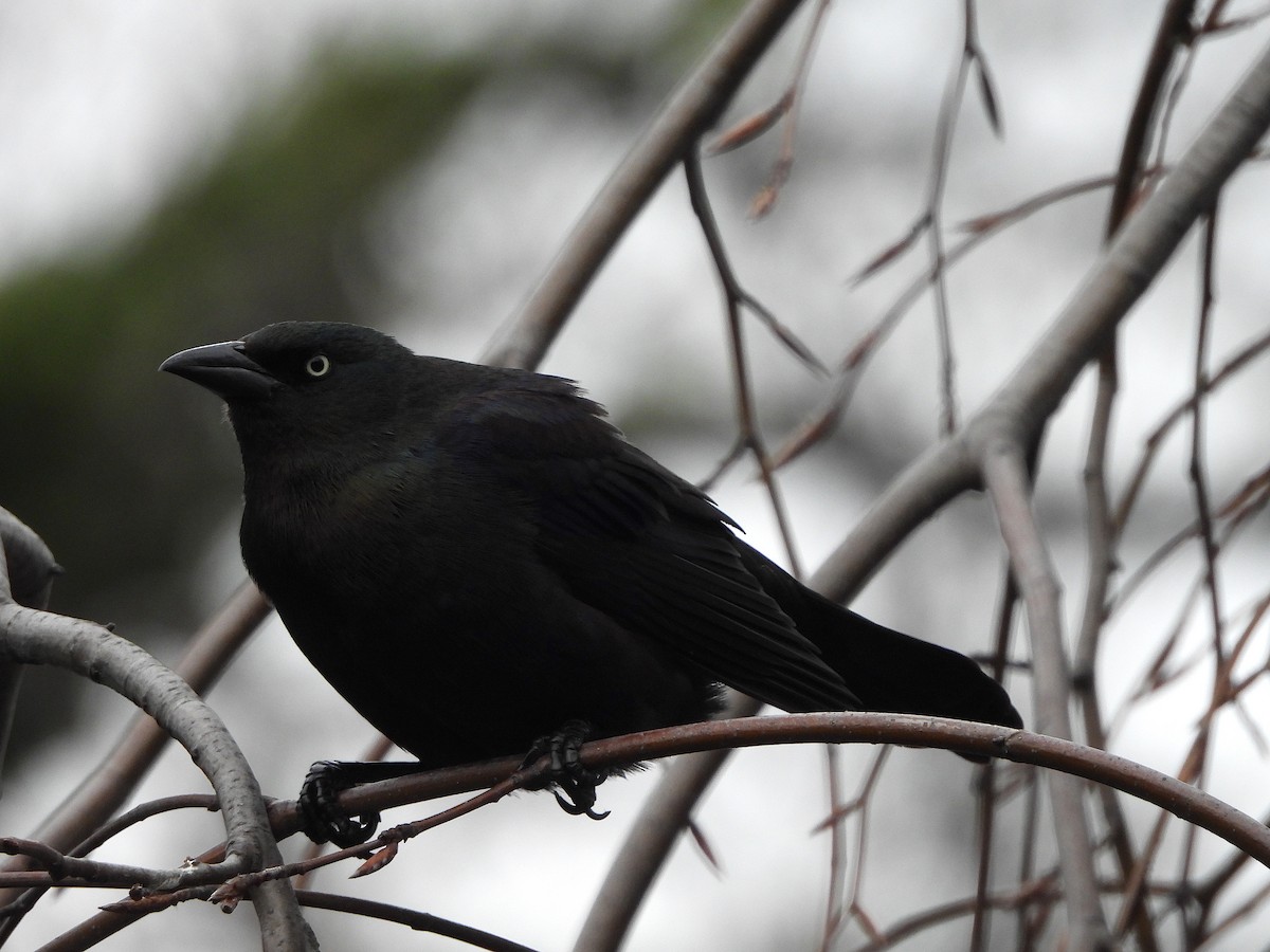 Common Grackle - ML617391871