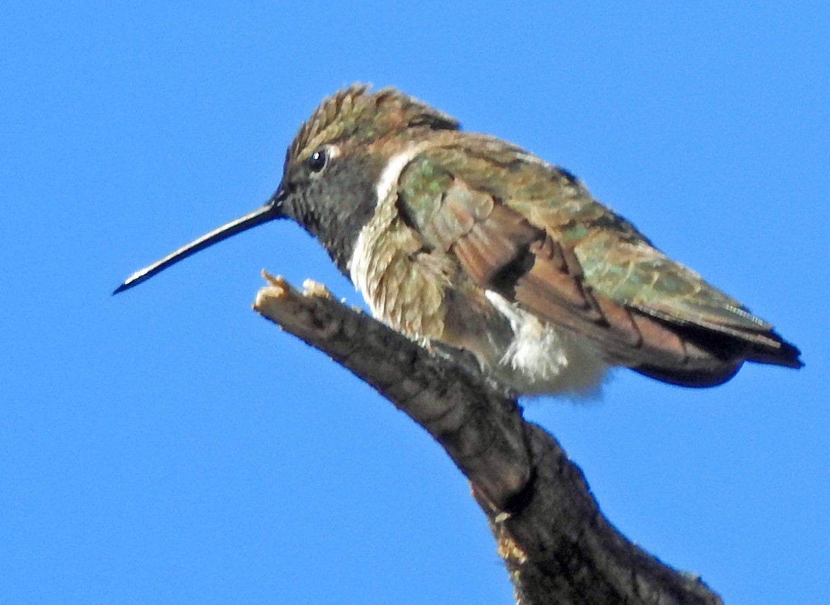 Black-chinned Hummingbird - Kathy Ellwood