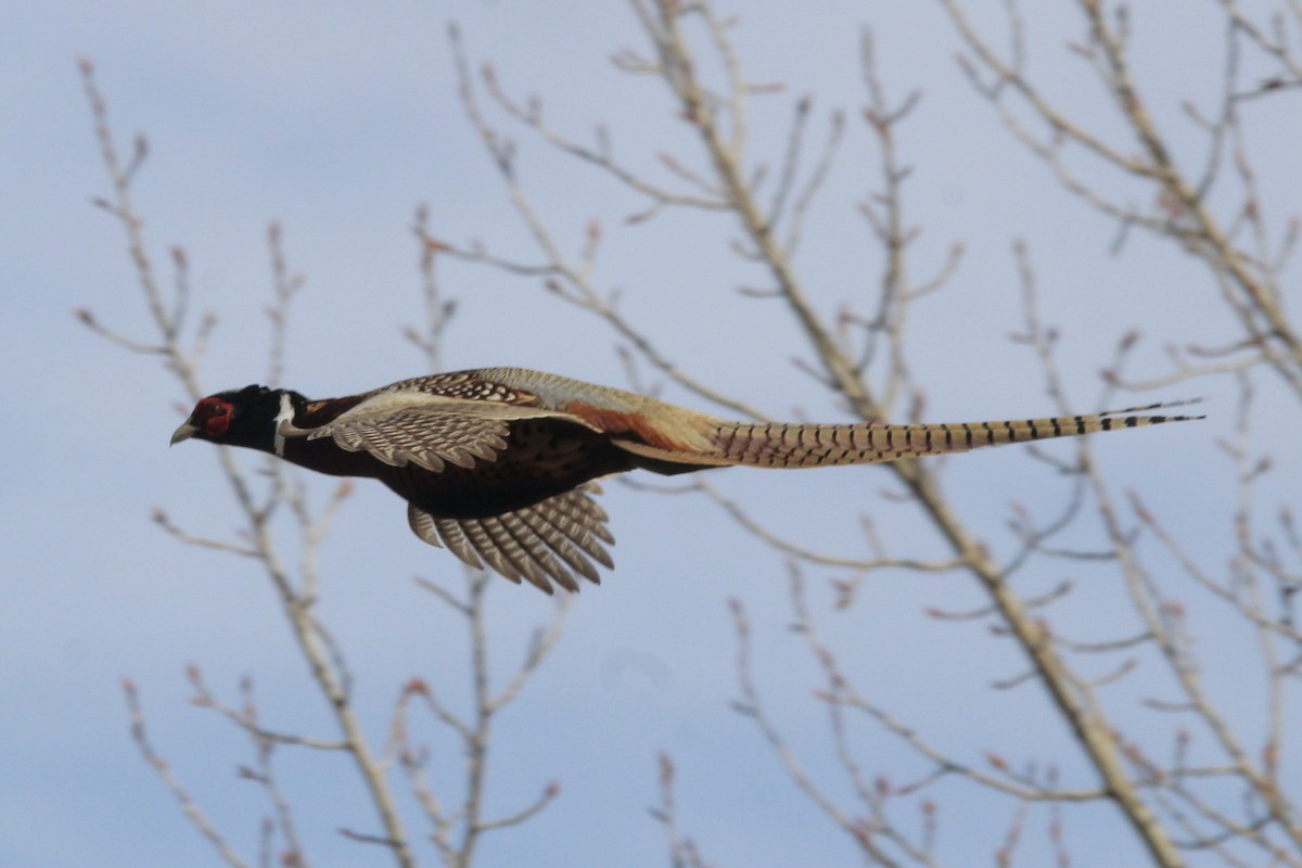 Ring-necked Pheasant - ML617391915