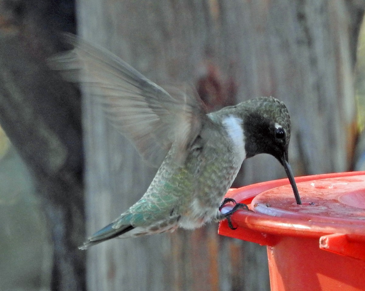 Black-chinned Hummingbird - Kathy Ellwood