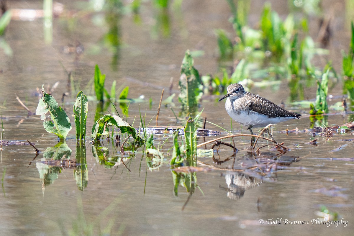 Solitary Sandpiper - ML617391919