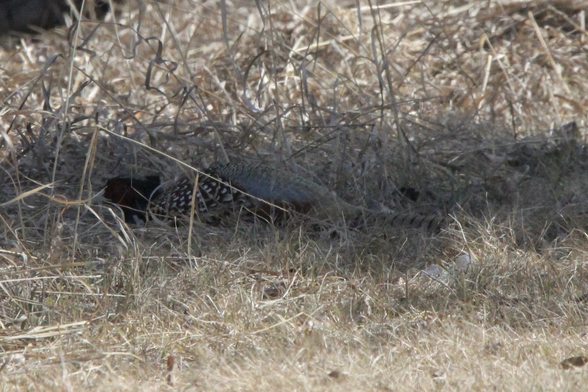 Ring-necked Pheasant - ML617391922