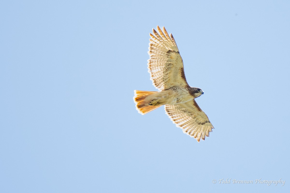 Red-tailed Hawk - ML617391923