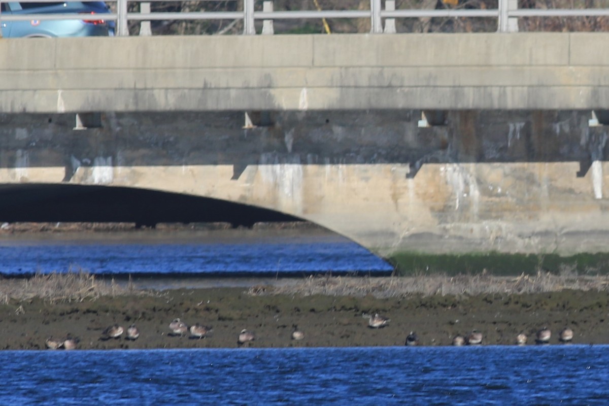 American Wigeon - ML617391935